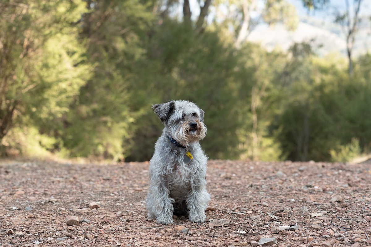 schnoodle in mezzo alla terra