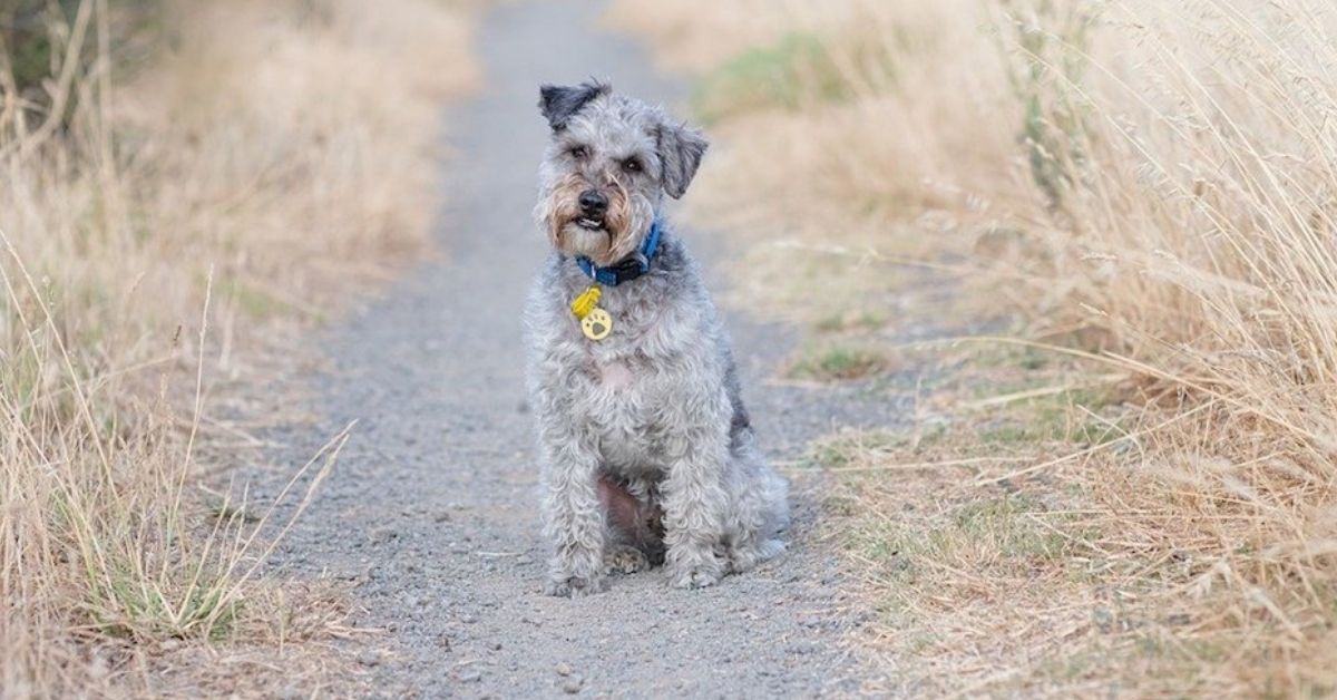 Cuccioli di Schnoodle: carattere, particolarità e comportamento, cosa sapere