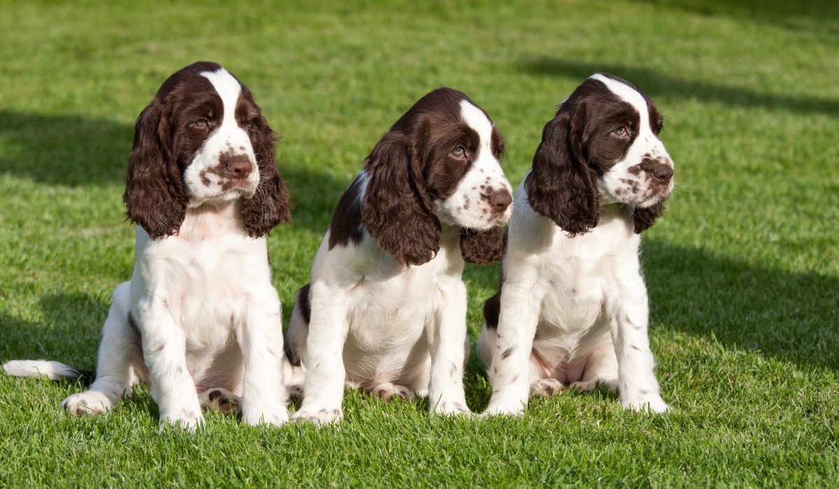 cuccioli di springer spaniel inglese