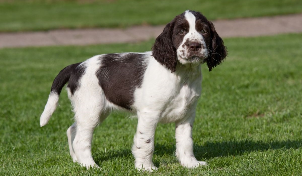 cagnolino che cammina sul prato