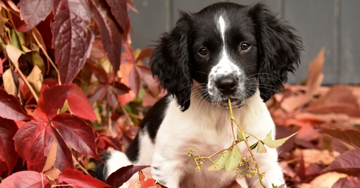 cucciolo di cane tra le foglie