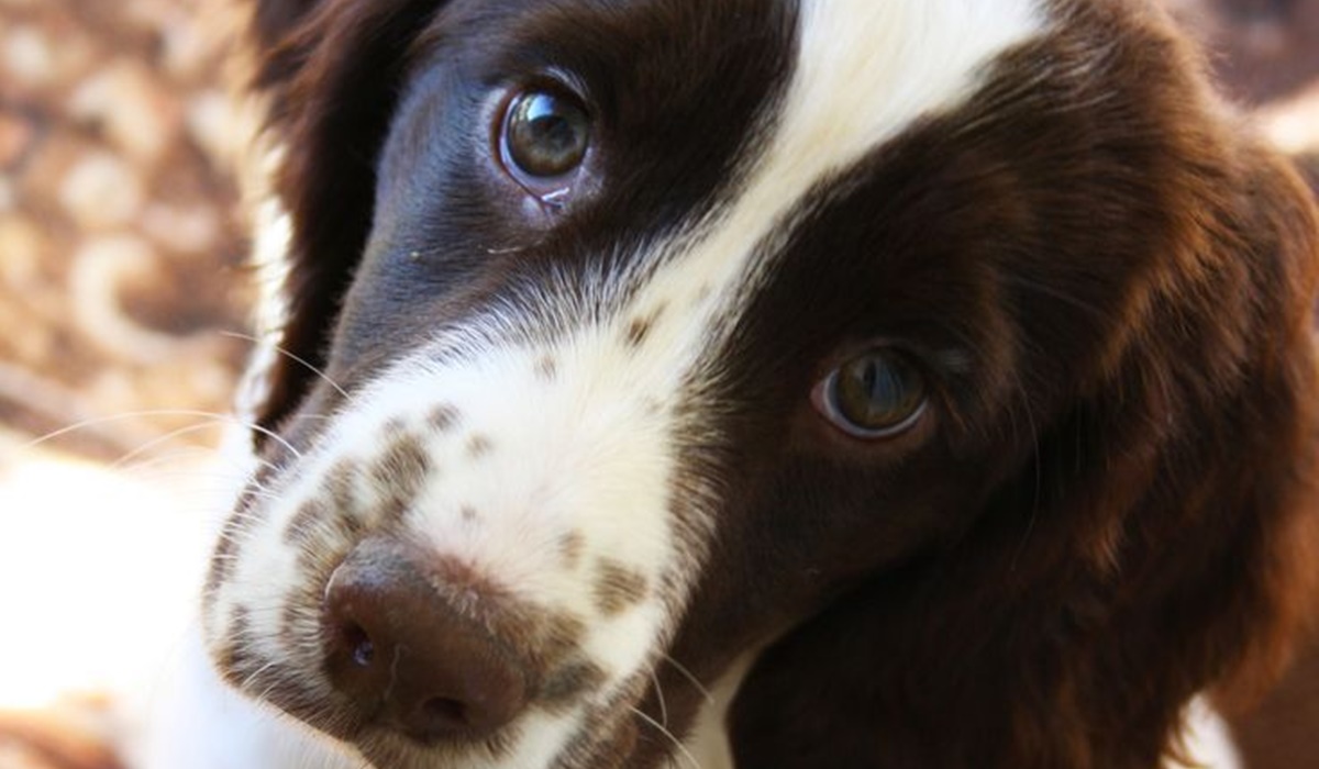 cucciolo con lo sguardo dolce