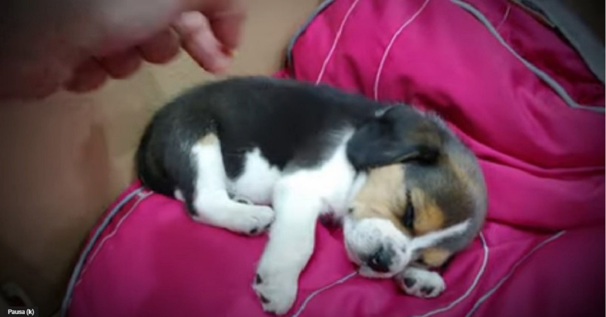 cucciolo beagle dorme