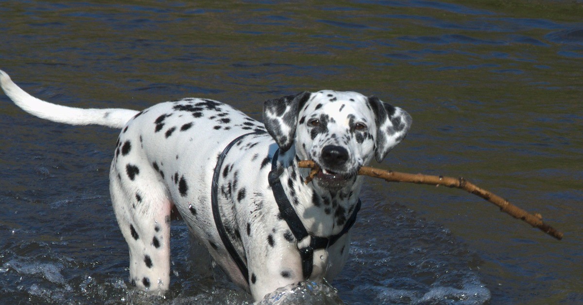 cucciolo dalmata si innamora dell'oceano