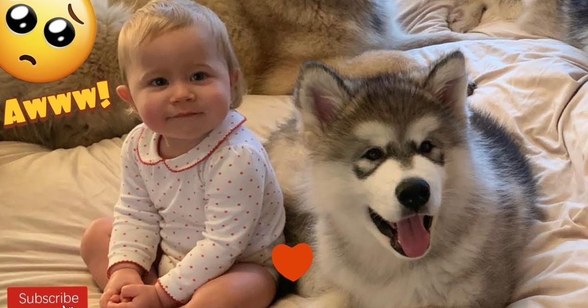 Cucciolo di Alaskan Malamute sveglia la sua dolce sorellina umana (VIDEO)