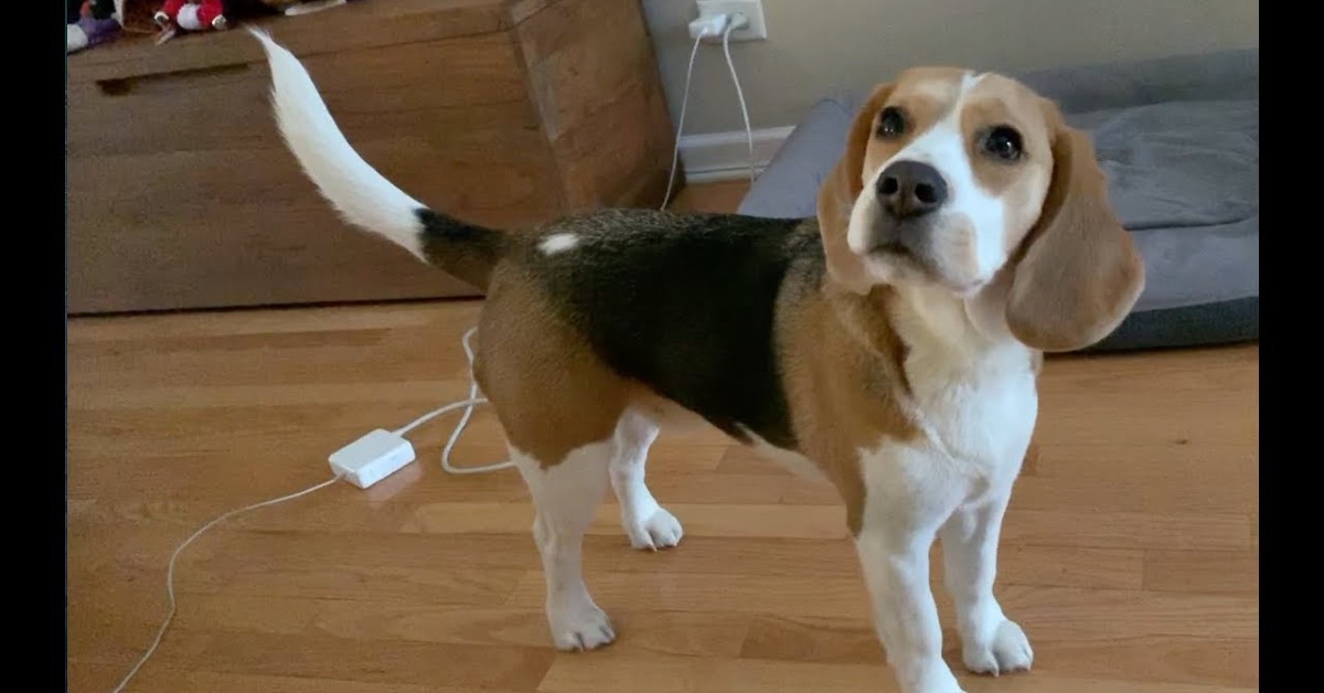 Un cucciolo di Beagle vuole mangiare e lo comunica al padrone (VIDEO)