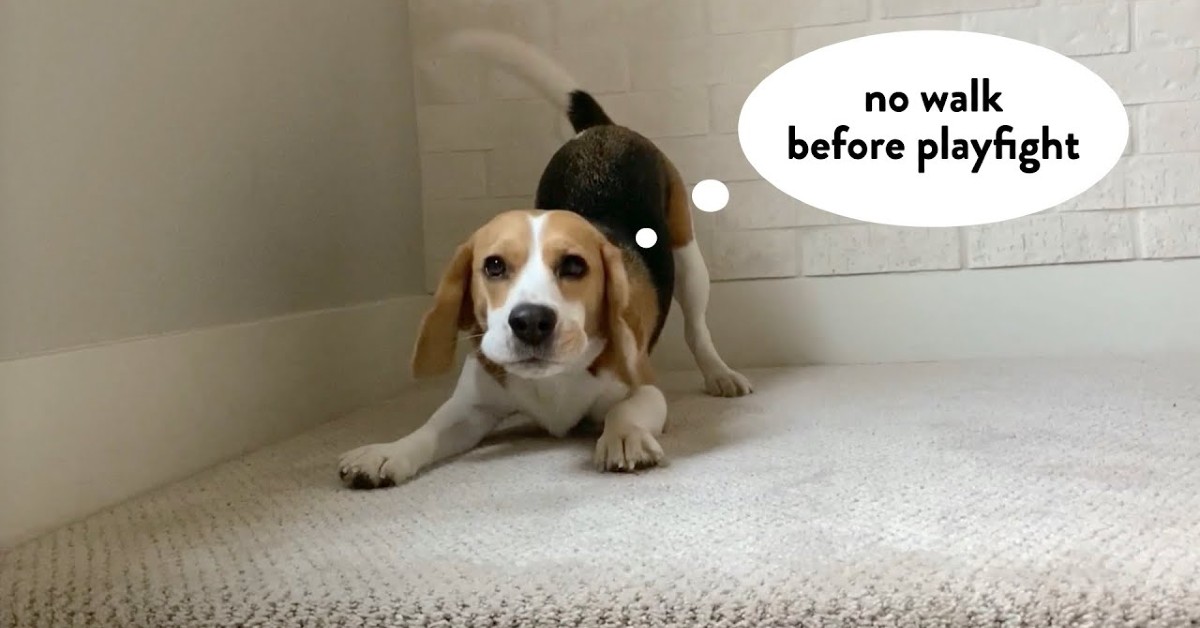Un cucciolo di Beagle gioca con il padrone e si divertono (VIDEO)