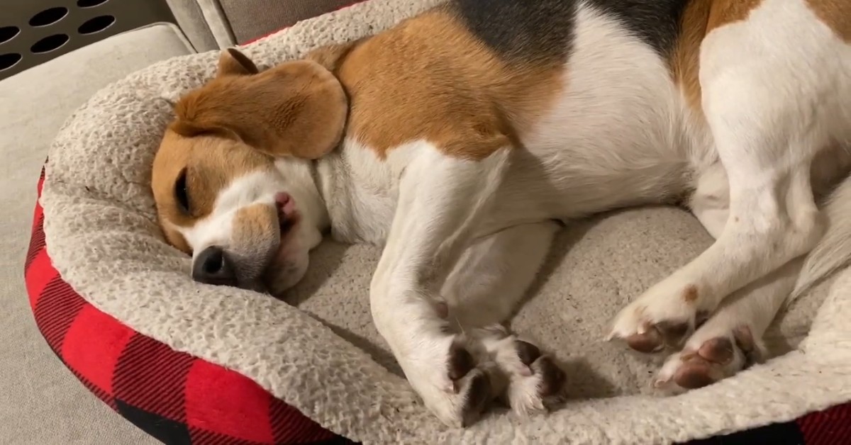 Un cucciolo di Beagle sta sognando e si muove in modo dolcissimo (VIDEO)