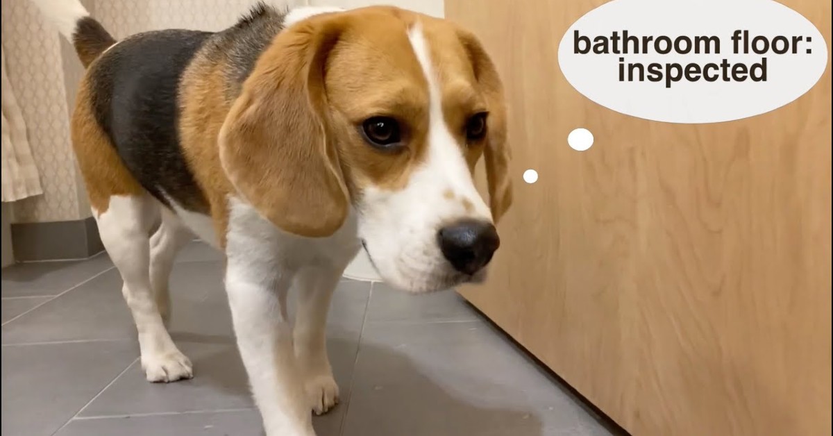 Cucciolo di Beagle va in vacanza e va in hotel per la prima volta (VIDEO)