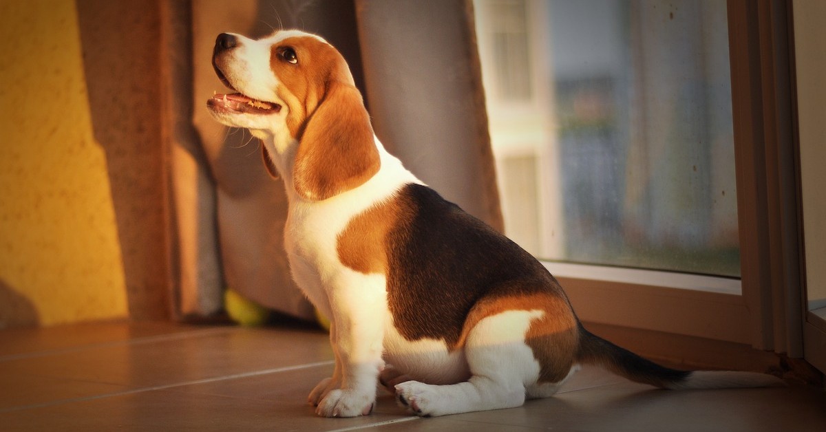 cucciolo di Beagle