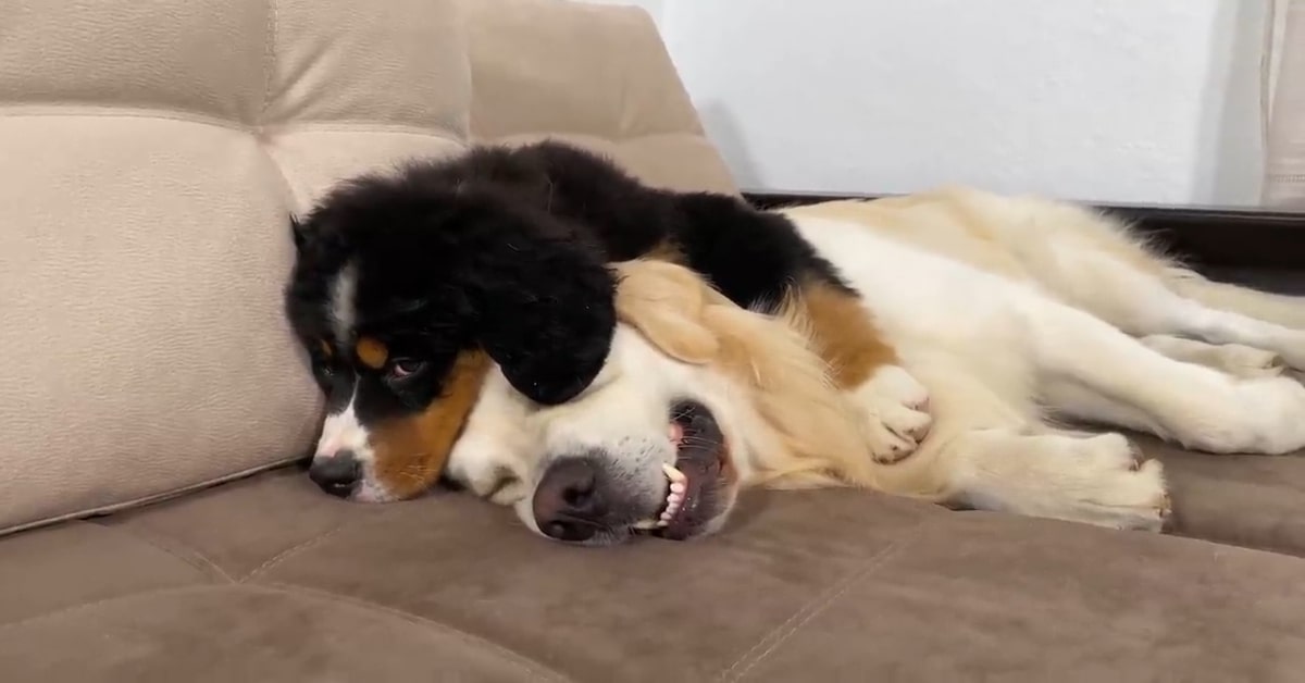 Cucciolo di Bernese dorme con il suo amico Golden (VIDEO)