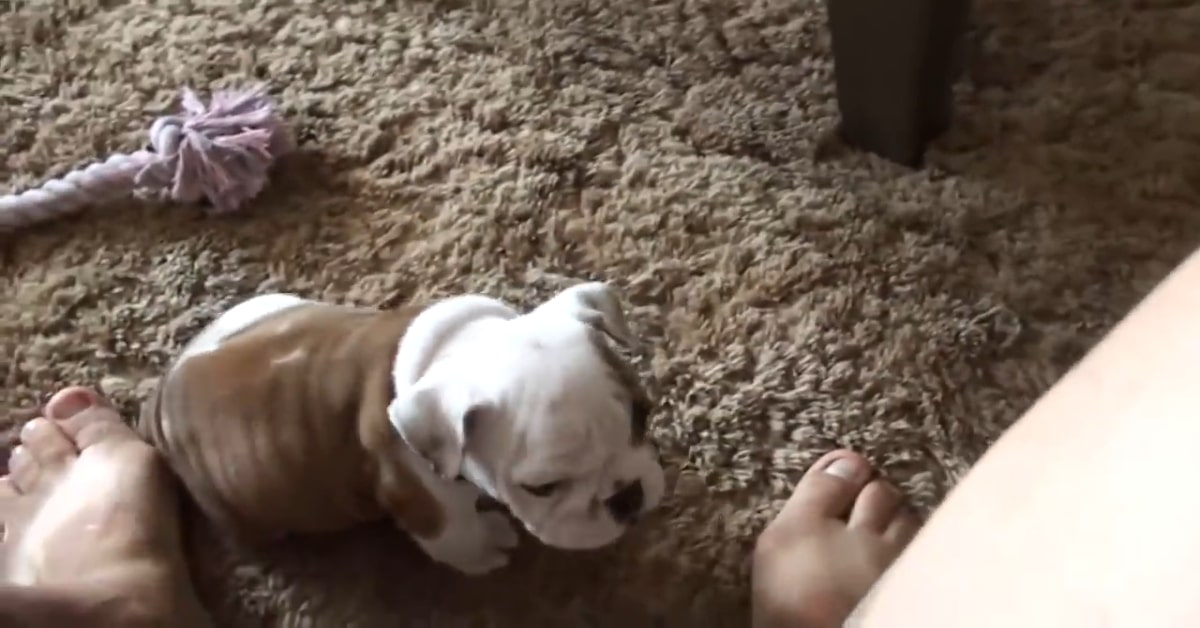 Un cucciolo di Bulldog si lamenta con il padrone perché ha fame (VIDEO)