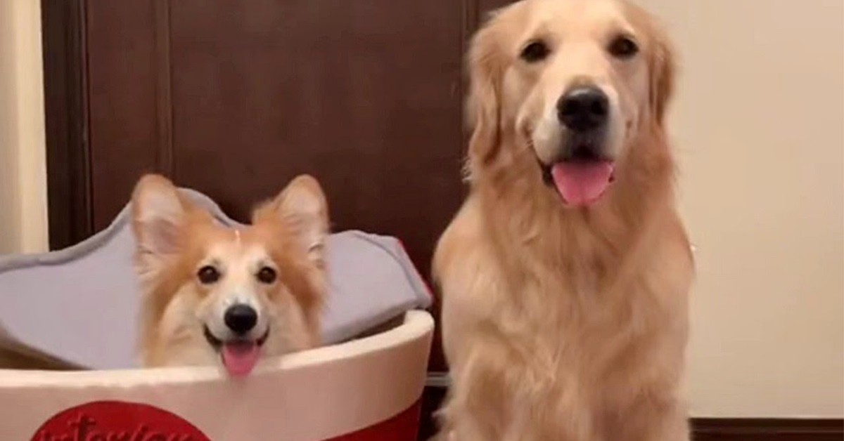 Cucciolo di Golden Retriever e cucciolo di Corgi sono molto amici (VIDEO)