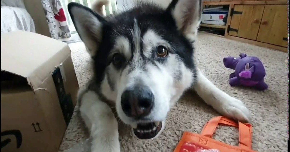 Cucciolo di Husky è felice di ricevere le sue dolci leccornie (VIDEO)