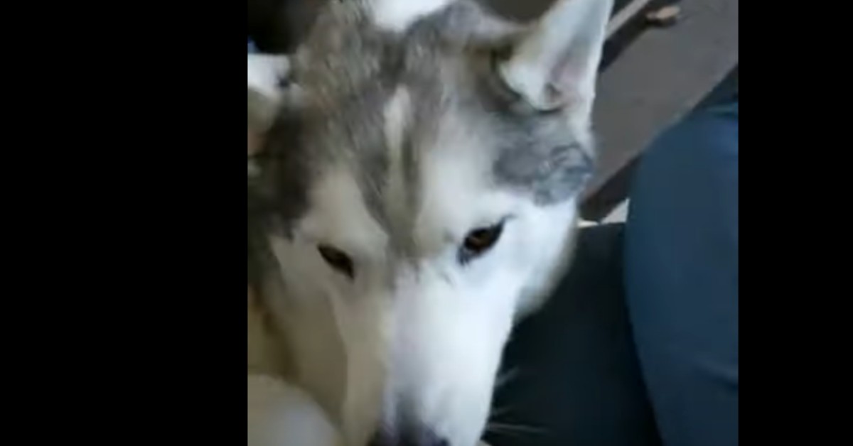 Un dolce cucciolo di Husky vuole le coccole dalla padrona (VIDEO)