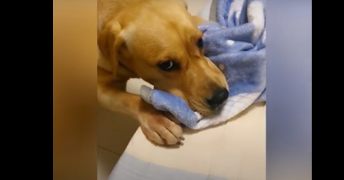 Cucciolo di Labrador si preoccupa per la sorellina umana (VIDEO)