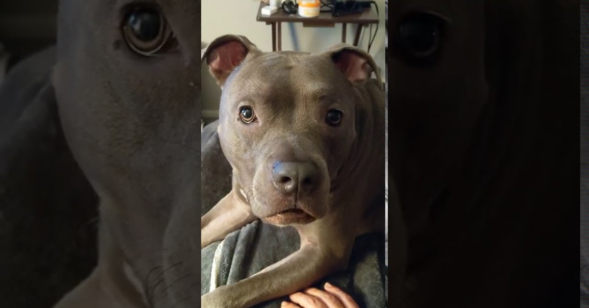 Un cucciolo di Pitbull non vuole dormire nonostante le insistenze del padrone (VIDEO)