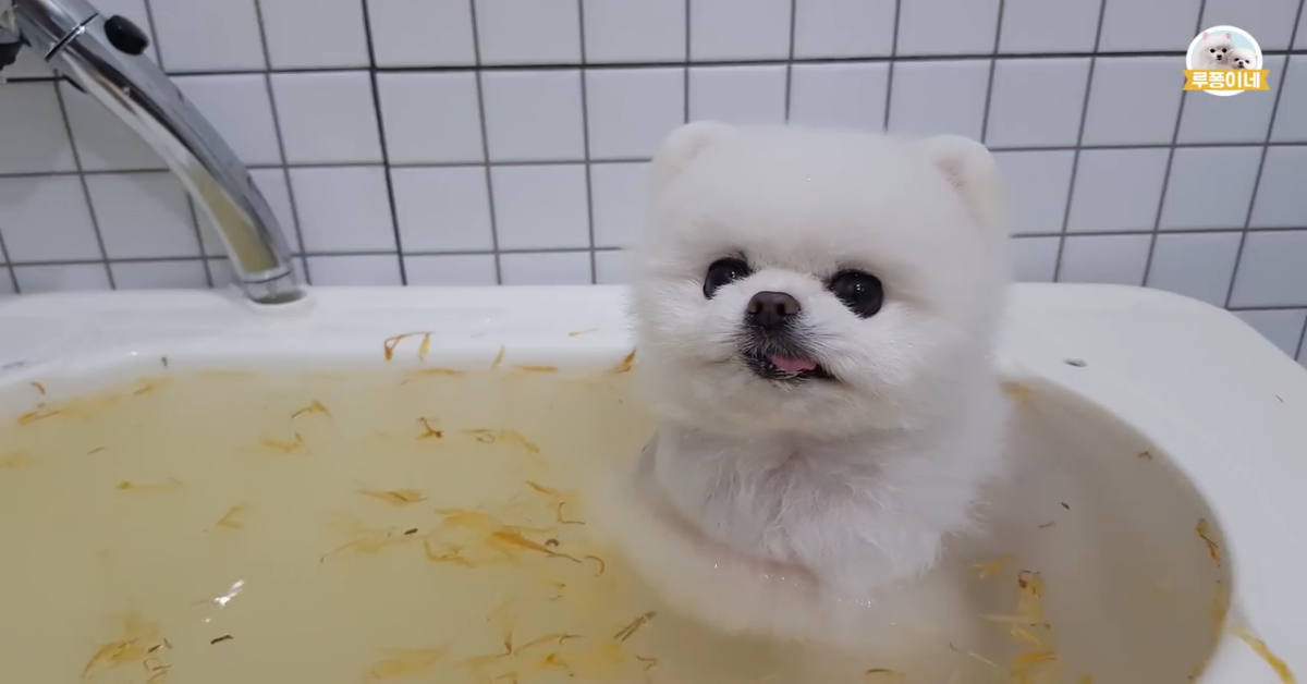 Un cucciolo di Pomerania entra nella vasca da bagno da solo (VIDEO)