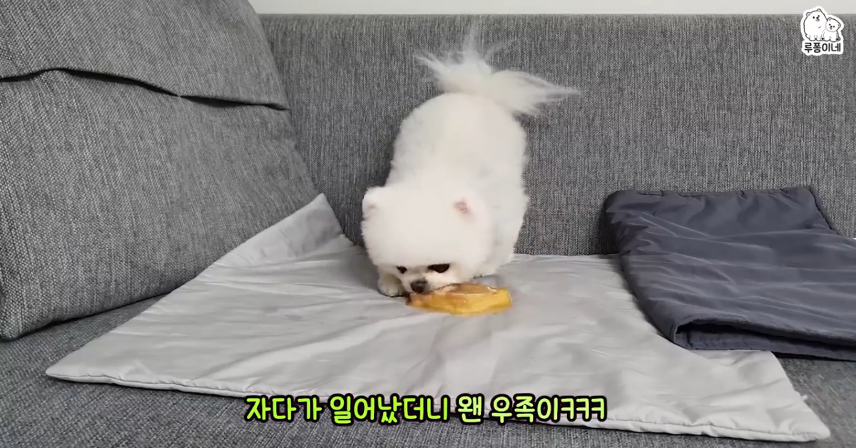 Cucciolo di Pomerania si sveglia attratto dall’odore di uno snack (VIDEO)