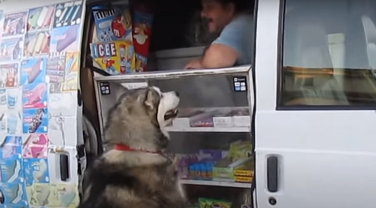 amico gelataio cucciolo