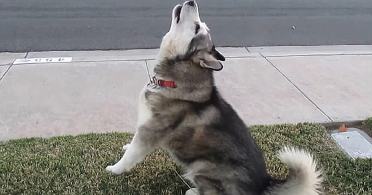 Cucciolo di Alaskan Malamute va matto per il camioncino dei gelati (VIDEO)