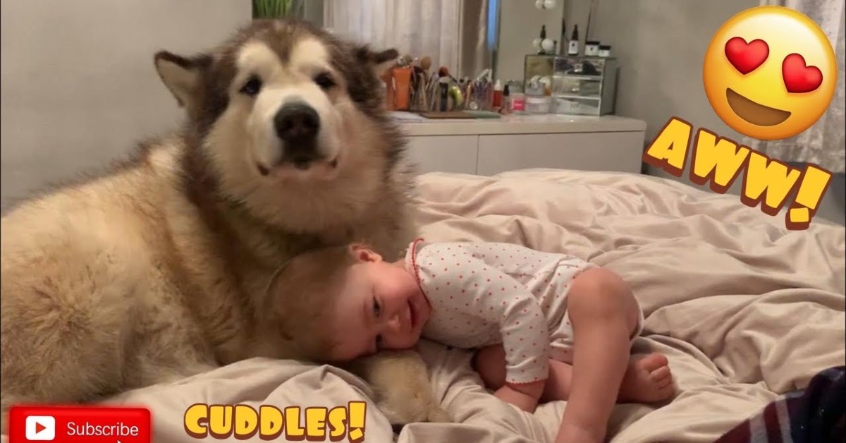 Un cucciolo di Alaskan Malamute fa le coccole alla sua dolce sorellina (VIDEO)