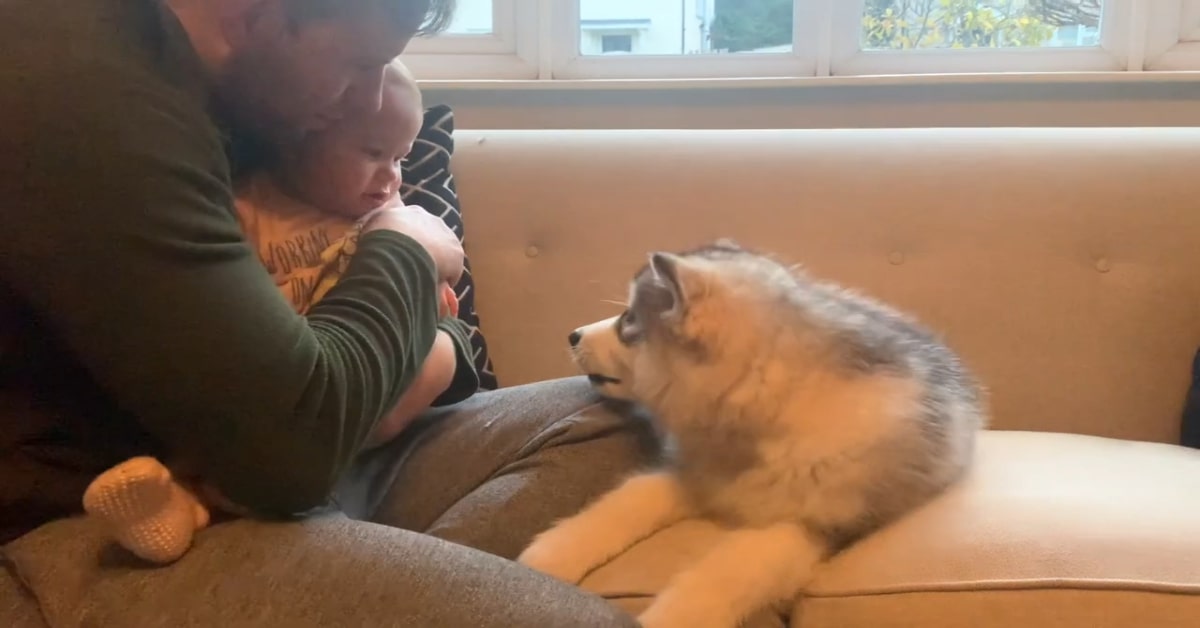 Cucciolo di Alaskan Malamute protegge la sua piccola sorellina (VIDEO)