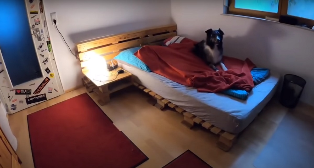 letto coperta cagnolino