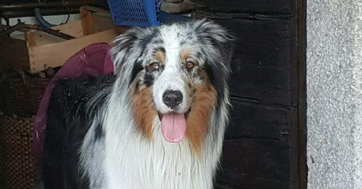 Cucciolo di Australian Shepherd se la spassa quando è solo a casa (VIDEO)