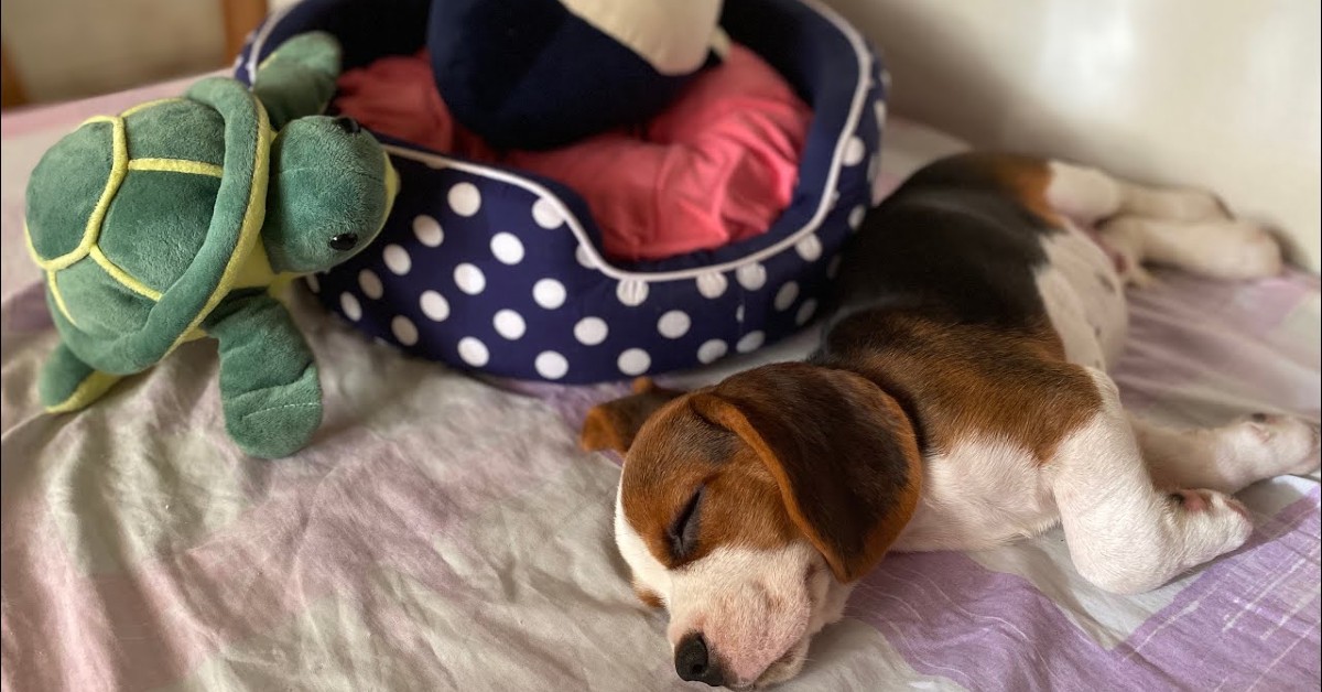 Un cucciolo di Beagle ama dormire ma la padrona lo sveglia (VIDEO)