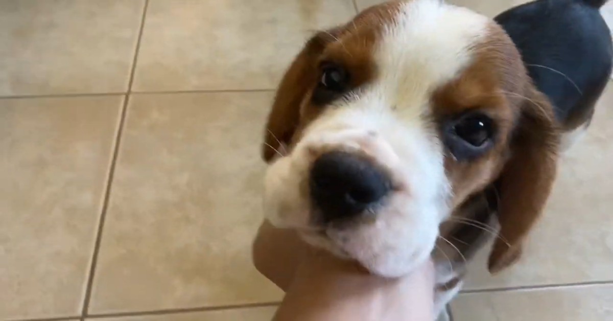 Cucciolo di Beagle conosce la sua nuova e dolce famiglia (VIDEO)