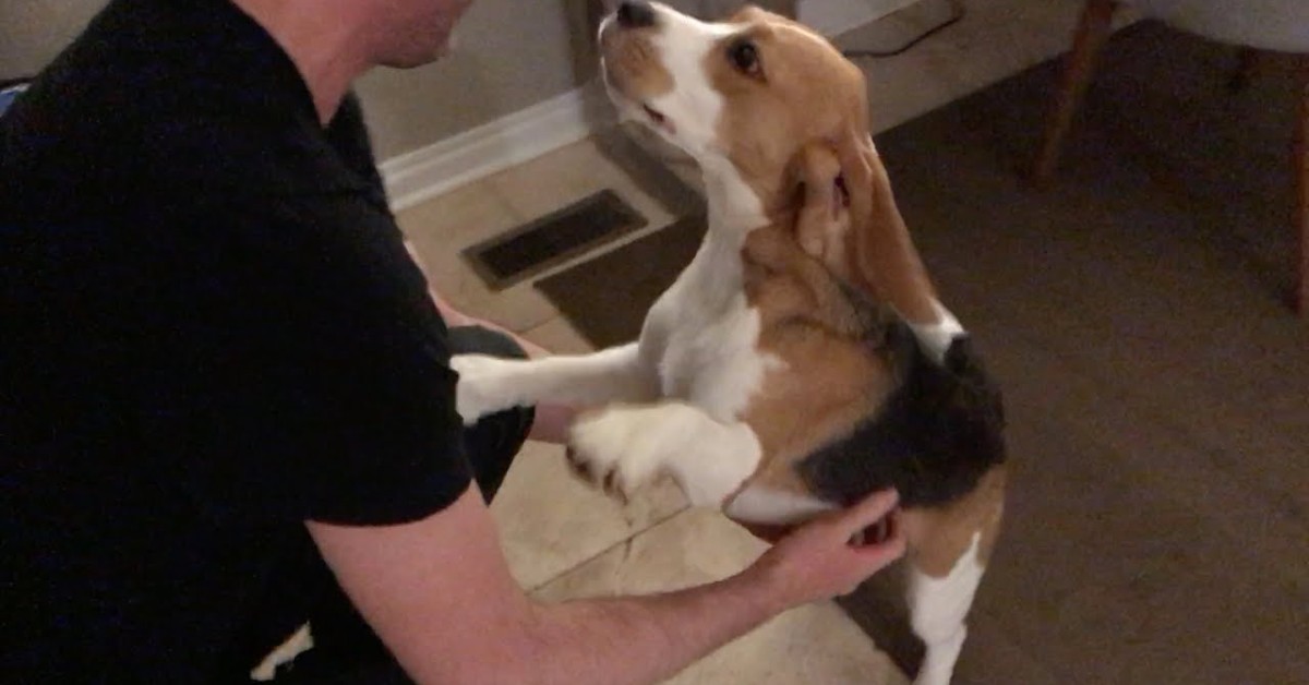Il cucciolo di Beagle è felice di vedere il suo papà umano dopo due mesi (VIDEO)