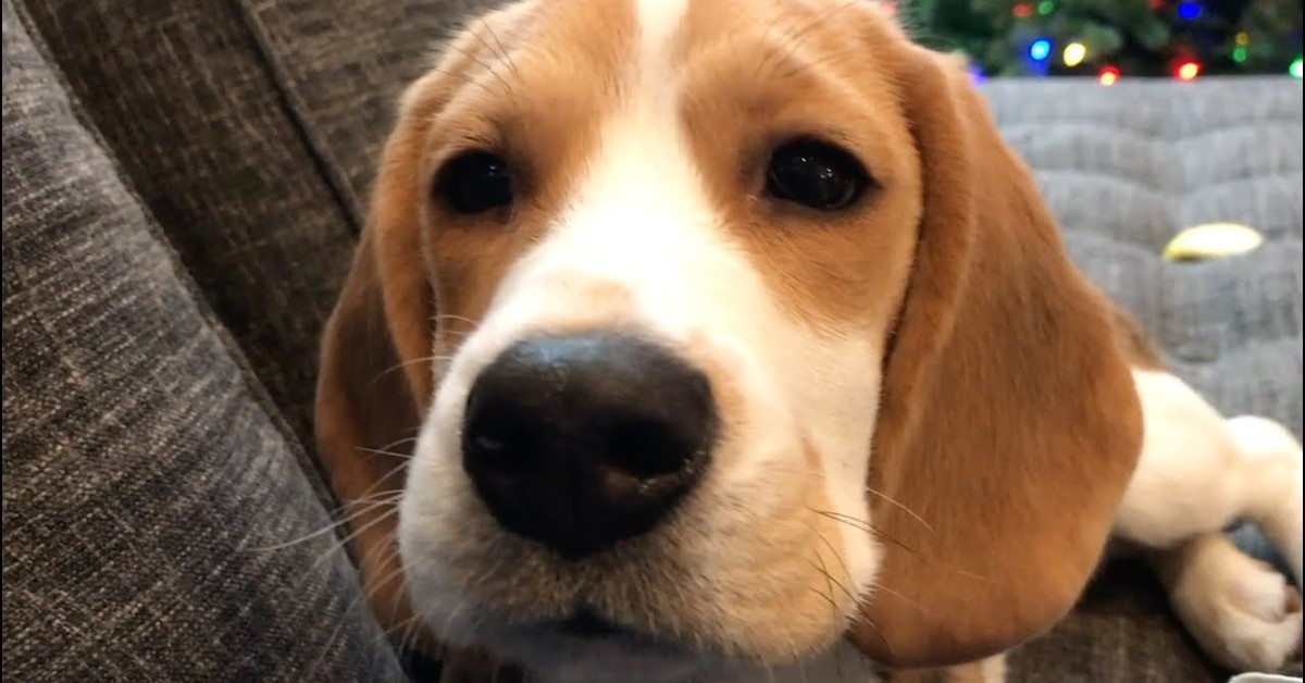 Quando si accostano un cucciolo di Beagle e i suoni il divertimento è assicurato (VIDEO)
