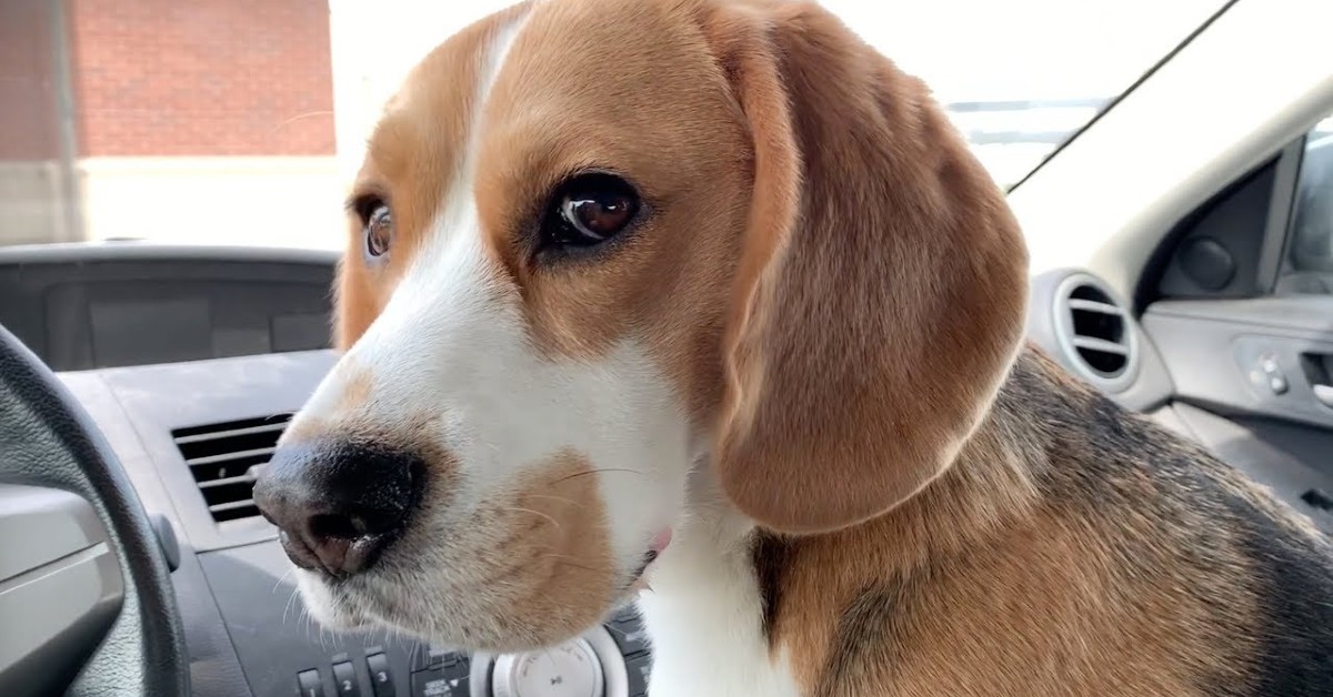 Il bellissimo cucciolo di Beagle va al parco con i suoi dolci padroni (VIDEO)