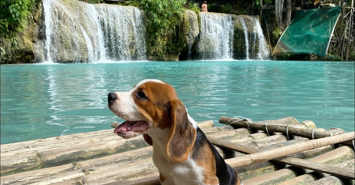 Un cucciolo di Beagle va alle cascate con i propri padroni, per la prima volta (VIDEO)