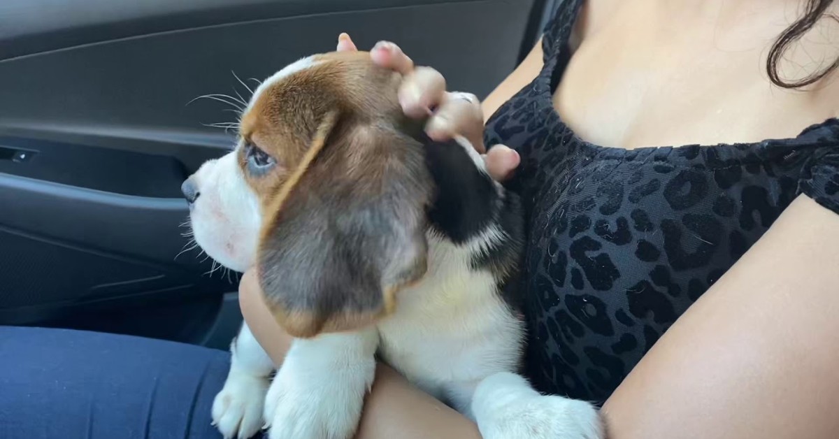 Un cucciolo di Beagle va in macchina con i padroni per la prima volta (VIDEO)