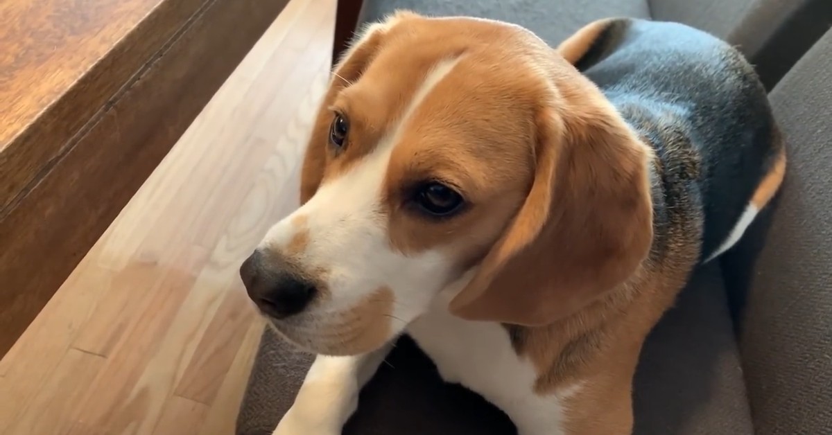 Un cucciolo di Beagle vuole mangiare la colazione del suo padrone (VIDEO)