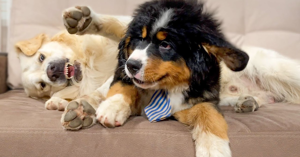 Un cucciolo di Bernese gioca con un Golden Retriever più grande (VIDEO)