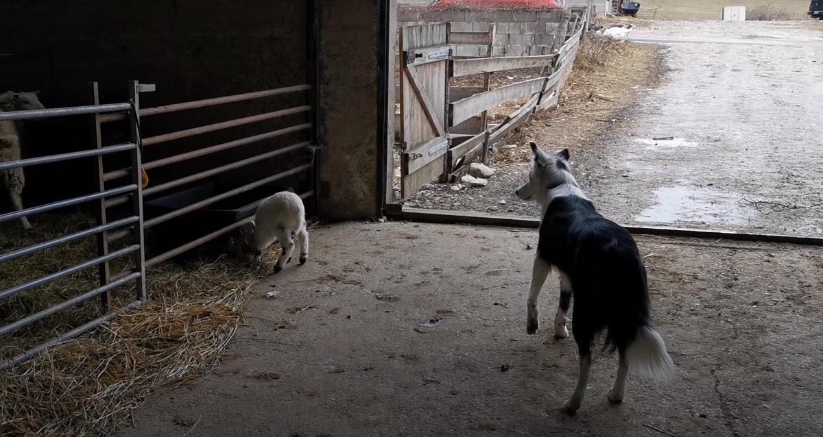 border collie pecora amicizia