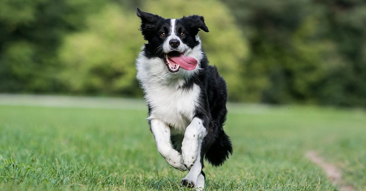 Cucciolo di Border Collie gioca con una pecorella (VIDEO)