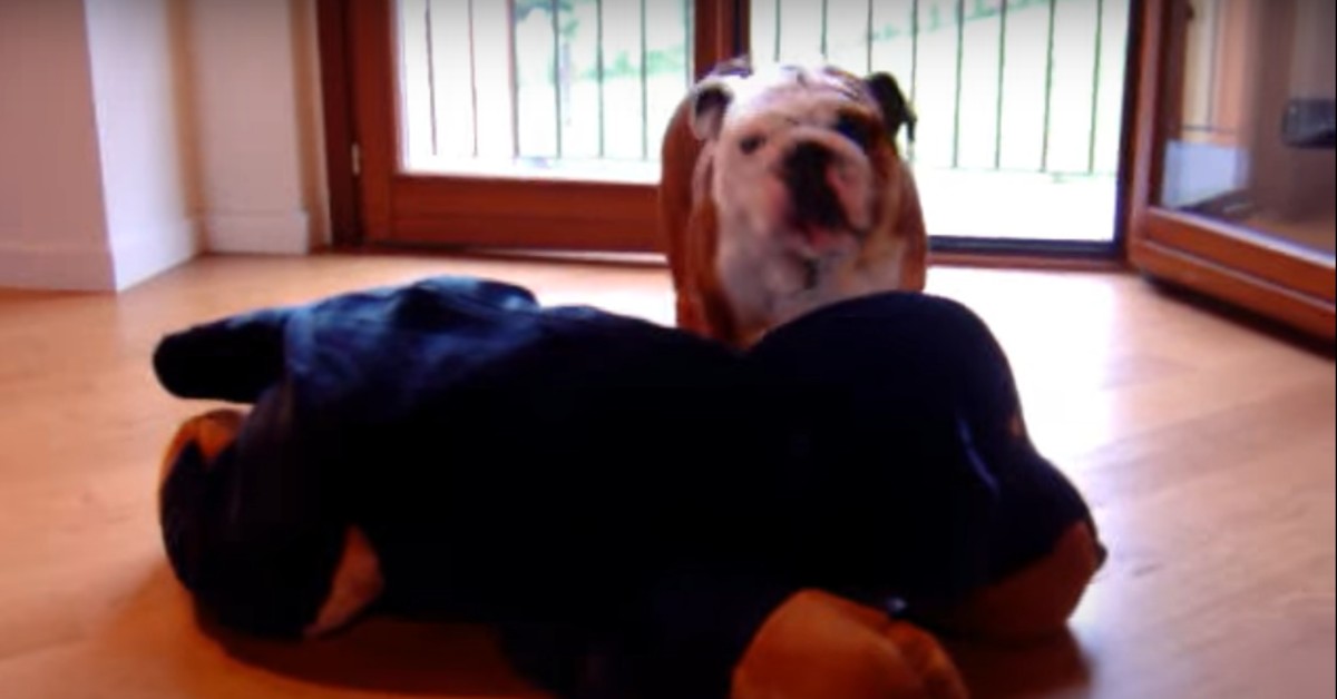 Un cucciolo di Bulldog inglese fa il compleanno e i suoi padroni lo festeggiano così (VIDEO)