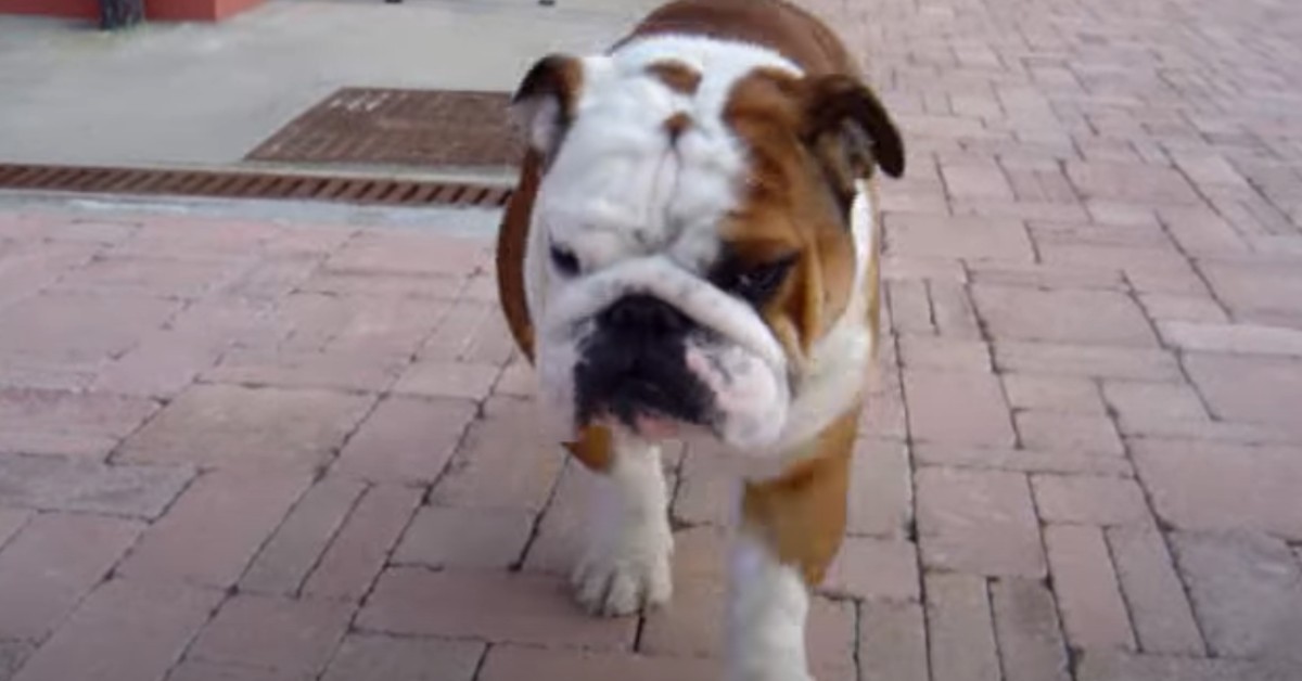 Un cucciolo di Bulldog inglese odia la golf car diventando così molto divertente (VIDEO)