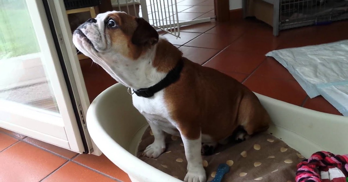 Un cucciolo di Bulldog inglese si arrabbia perché sente la presenza di un estraneo (VIDEO)