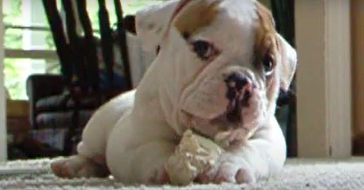 Cucciolo di Bulldog inglese mastica un pezzo di carta arrotolato (VIDEO)