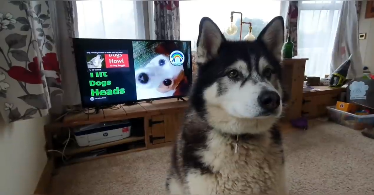 Un dolce cucciolo di cane abbaia alla televisione rendendo la scena molto dolce (VIDEO)