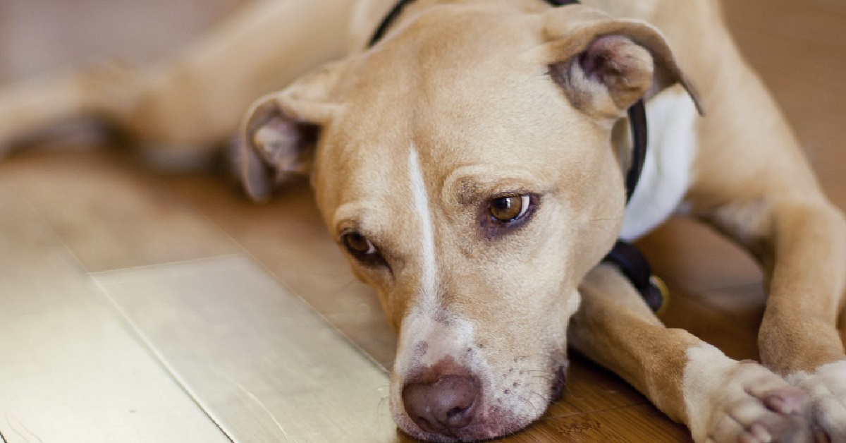 Cucciolo di cane è triste perché il suo migliore amico va a scuola (VIDEO)