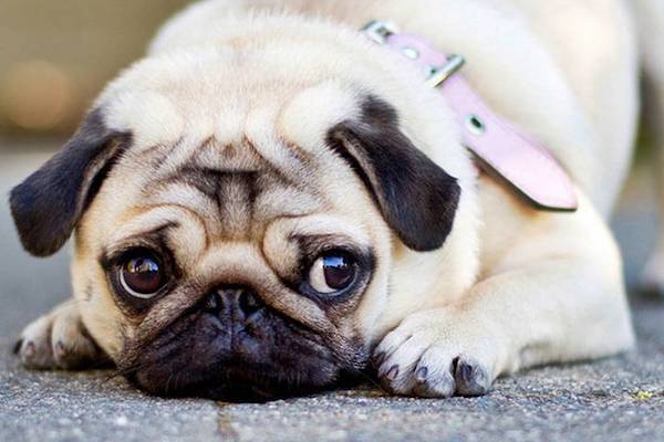 cucciolo di cane ha paura del vuoto