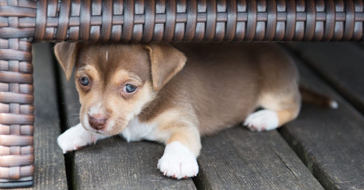 Cucciolo di cane ha paura del vuoto: perché succede e come comportarsi