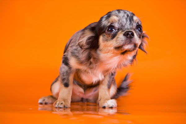 cucciolo di cane ha paura del vuoto