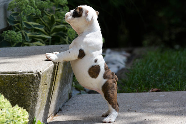 cucciolo di cane ha paura delle scale